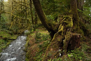 Small creek flowing in the Hoh Rain forest in Washington, United States