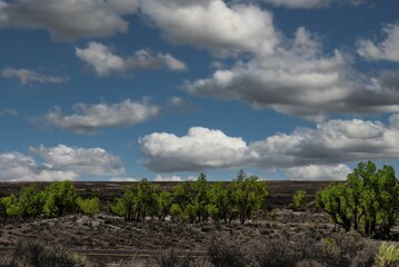 Fototapeta na wymiar Beautiful scene of the Desert scene inside Forest National with bushes under gray cloudy sky