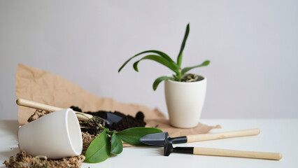 Phalaenopsis orchid transplant at home, seasonal garden care. Mini orchids, ceramic pots, garden tools and soil on a white table against a gray wall. Garden banner concept. Houseplant care.