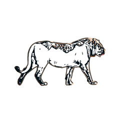 Color sketch of a lion with transparent background