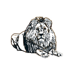 Color sketch of a lion with transparent background
