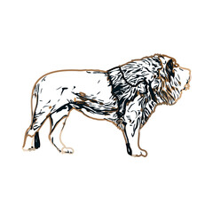 Color sketch of a lion with transparent background