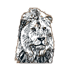 Color sketch of a lion with transparent background
