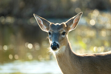 Key Deer in natural habitat in Florida state park