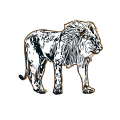 Color sketch of a lion with transparent background