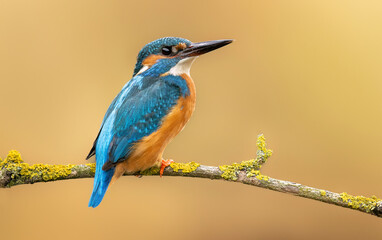 European Kingfisher ( Alcedo atthis ) close up