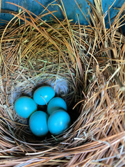 eastern bluebird eggs in nest