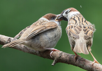 Eat your dinner eurasian tree sparrows feeding baby