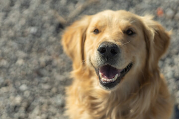 The Playful Nature of Golden Retrievers