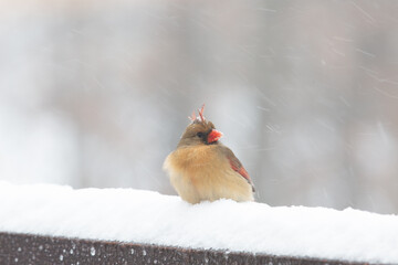 Female cardinal sitting in snow on railing