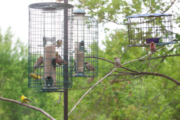 Feeders are full of birds
