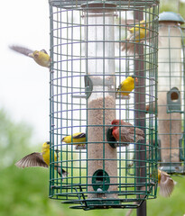 Finches at the feeders