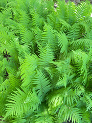 Fully Ferns