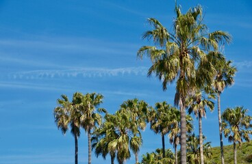 Several palm trees agains dark blue sky Malibu California