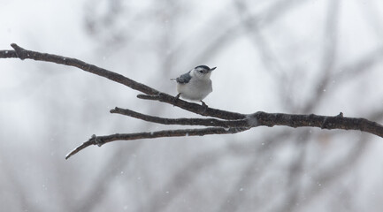 Nuthatch on branch