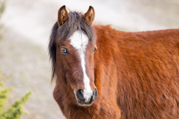 Portrait of an Estonian native horse ( Estonian Klepper) with blue eye . Springtime on the island.