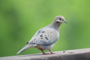 Mourning dove on deck rail