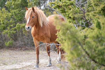 Estonian native horse (Estonian Klepper) walking in the coastal meadow. Springtime on the island.