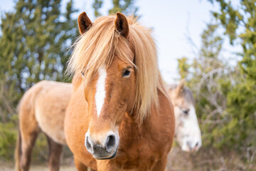 Fototapeta na wymiar Estonian native horse (Estonian Klepper) standing in the coastal meadow. Springtime on the island.