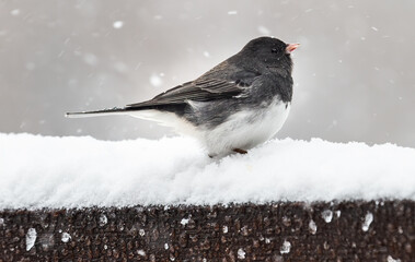 Junco on railing while it's snowing