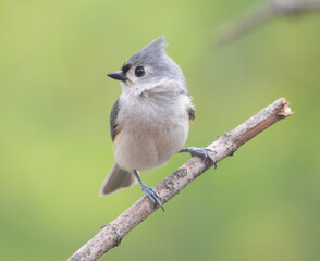 Perched Tufted Titmouse