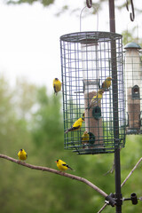 Goldfinch frenzy at the feeder