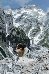 Fototapeta na wymiar Dog on peak Prokletije, Albanian Alps, mountain in Montenegro