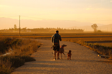 hombre perdido con perros buscando