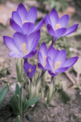 Blue crocus flowers, ground and stems.