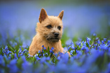 norwich terrier puppy portrait on a field with scilla flowers in spring