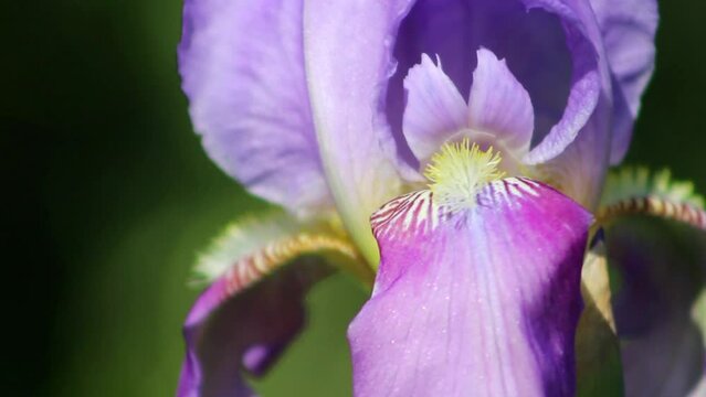 Blue iris germanica or bearded iris flower on natural background in landscaped garden. Close up.