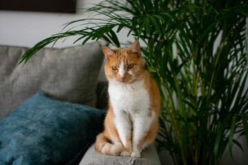 Cat sitting on the sofa