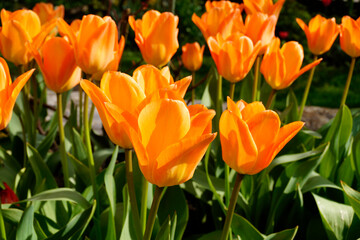 gorgeous sunlit orange tulips on fine April day on Flower Island of Mainau in Germany	