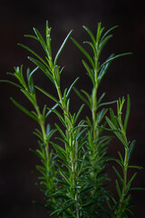 Fototapeta premium Pot with fresh rosemary on dark brown blurred background 