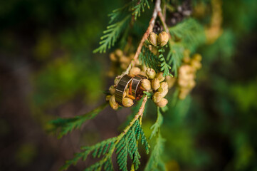 Two golden wedding rings on green thuja branches