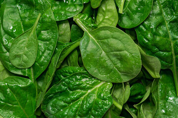Fresh green baby spinach leaves macro view Healthy diet food concept