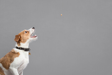 cute jack russell type mixed breed dog catching a kibble in the air in the studio on a grey...