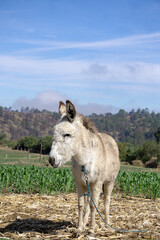 retrato de burro blanco en sembradío verde con cielo azul y arboles de fondo en día soleado mexico