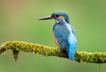 European Kingfisher ( Alcedo atthis ) close up