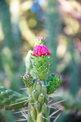 Close up of a cactus flower in the garden. Selective focus.Prickly pear cactus with pink flower in the garden.Prickly Pear Cactus - Opuntia gigantea.Close up of a cactus with pink flower on a blurred 