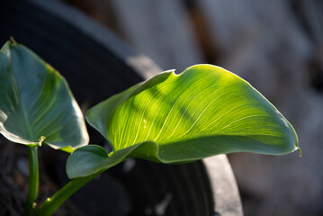 Green leaf of Calla lily in a pot, Spain