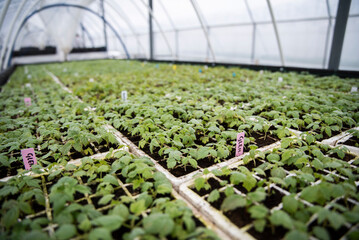 Młode sadzonki malin w rozmnażarce © Katarzyna