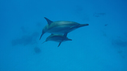 Dolphins under water. The underwater world of the ocean.