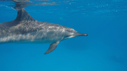 Dolphin under water. The underwater world of the ocean.