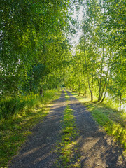 Fototapeta na wymiar Dirt road running between birch trees near Kurów summer sunny day, Puławy, Poland.