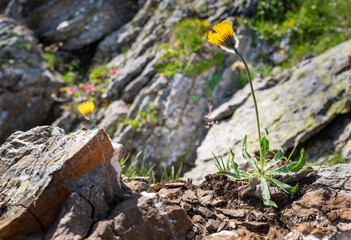 Yellow  alpine wildflowers growing on rocky terrain in the Swis alps