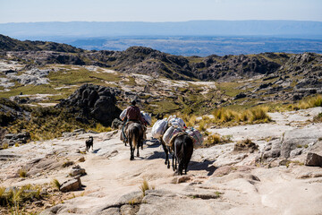 burros de carga en montaña guiados por jinete a caballo - obrazy, fototapety, plakaty