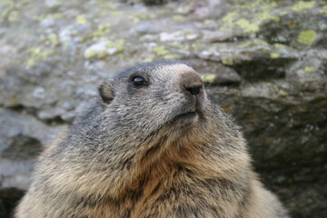 Murmeltier Nahaufnahme