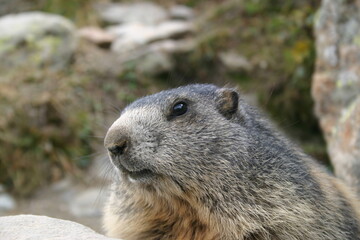 Murmeltier Nahaufnahme