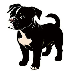 english bulldog puppy